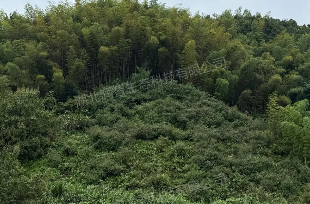 QQ_1758182984234.png